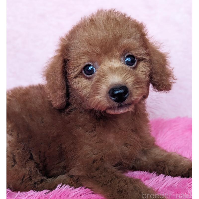 販売中の静岡県のミックス犬-420861の8枚目