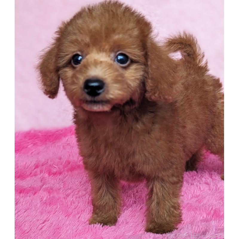 販売中の静岡県のミックス犬-420861の7枚目
