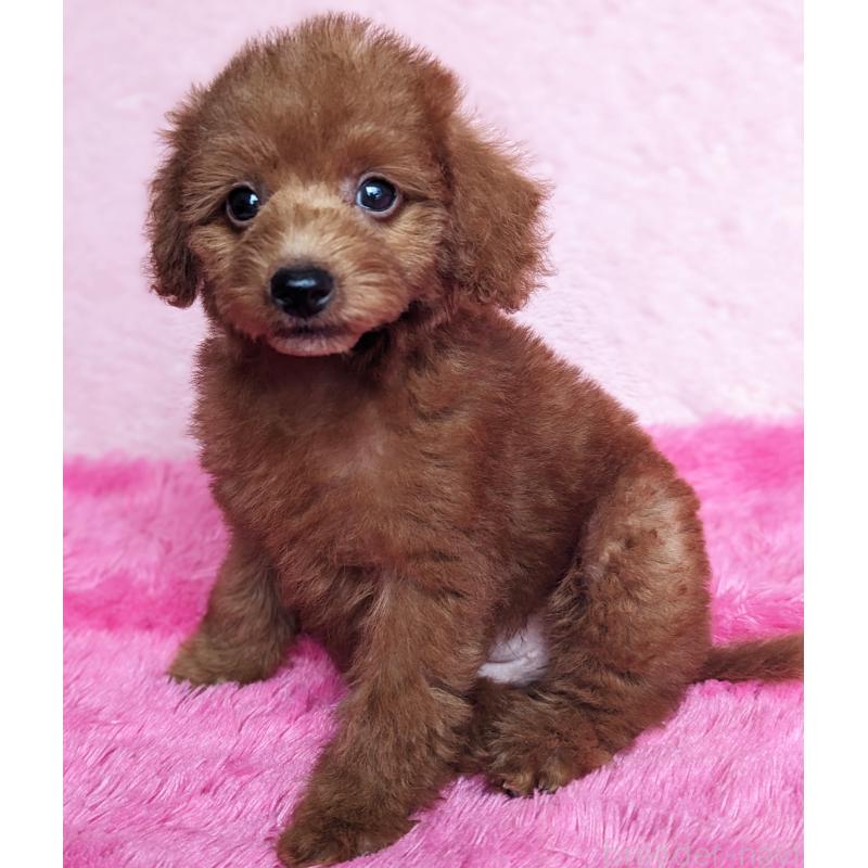 販売中の静岡県のミックス犬-420861の6枚目