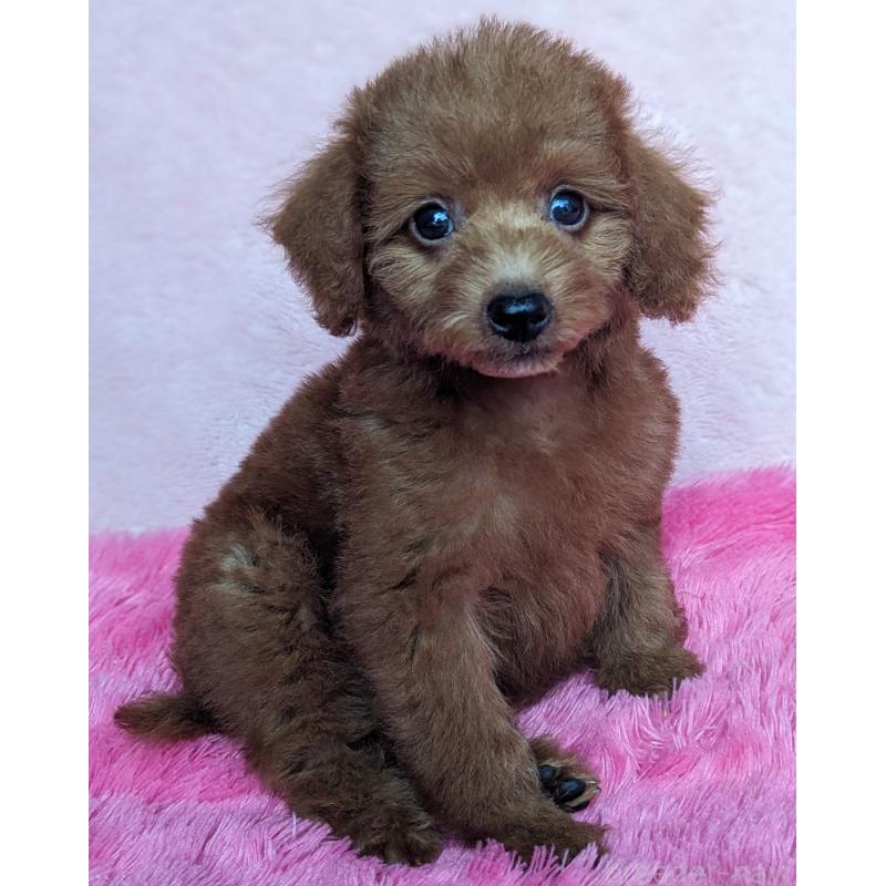 販売中の静岡県のミックス犬-420861の5枚目