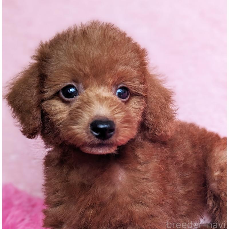 販売中の静岡県のミックス犬-420861の4枚目