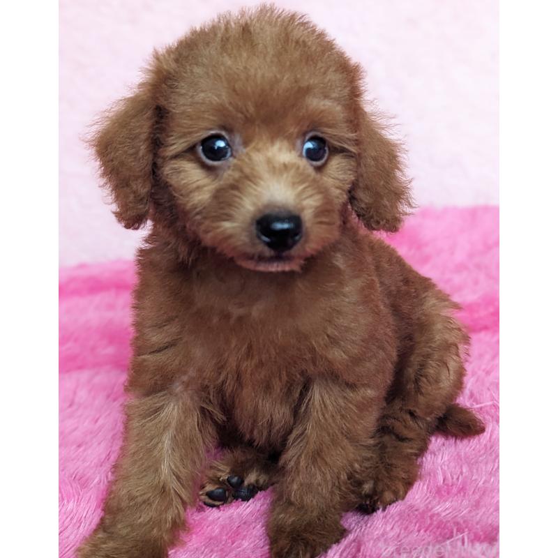 販売中の静岡県のミックス犬-420861の3枚目