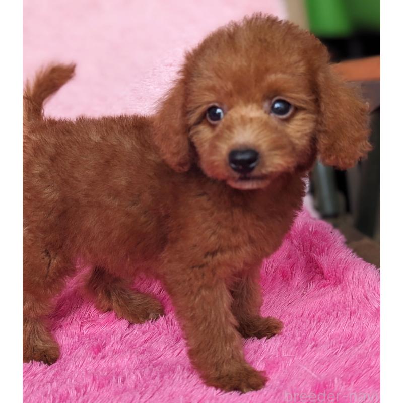 販売中の静岡県のミックス犬-420861の2枚目