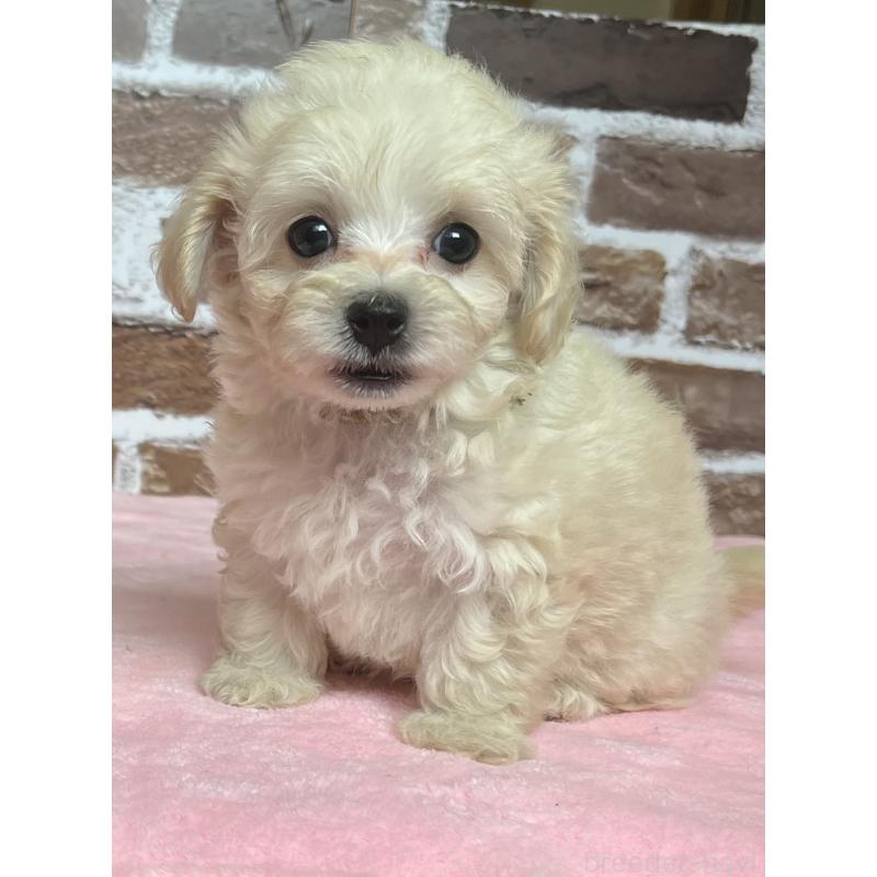 成約済の鹿児島県のミックス犬-419724の10枚目