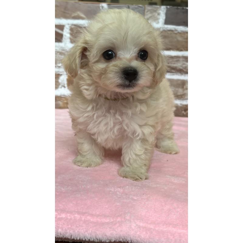 販売中の鹿児島県のミックス犬-419724