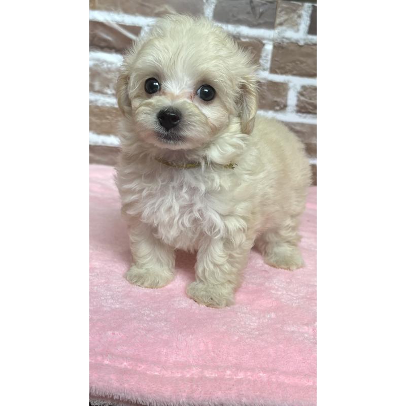 成約済の鹿児島県のミックス犬-419724の9枚目