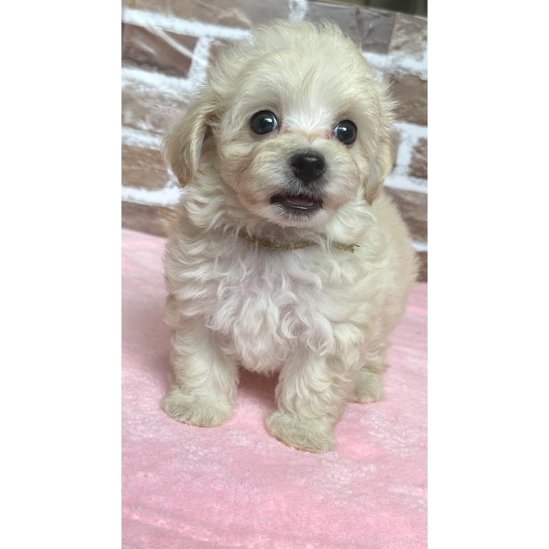 成約済の鹿児島県のミックス犬-419724の8枚目