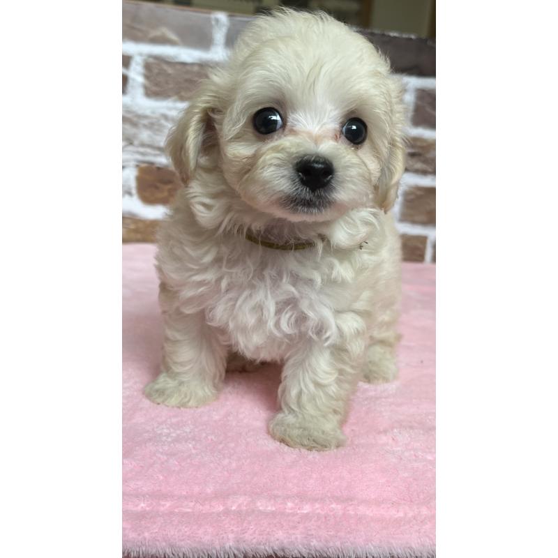 成約済の鹿児島県のミックス犬-419724の7枚目