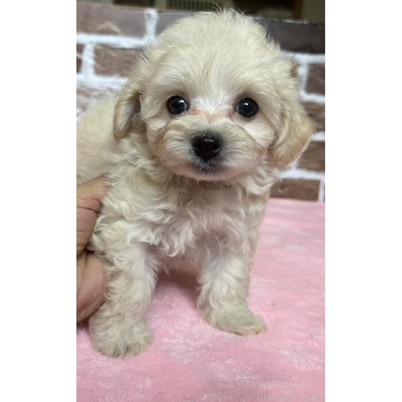 成約済の鹿児島県のミックス犬-419724の6枚目