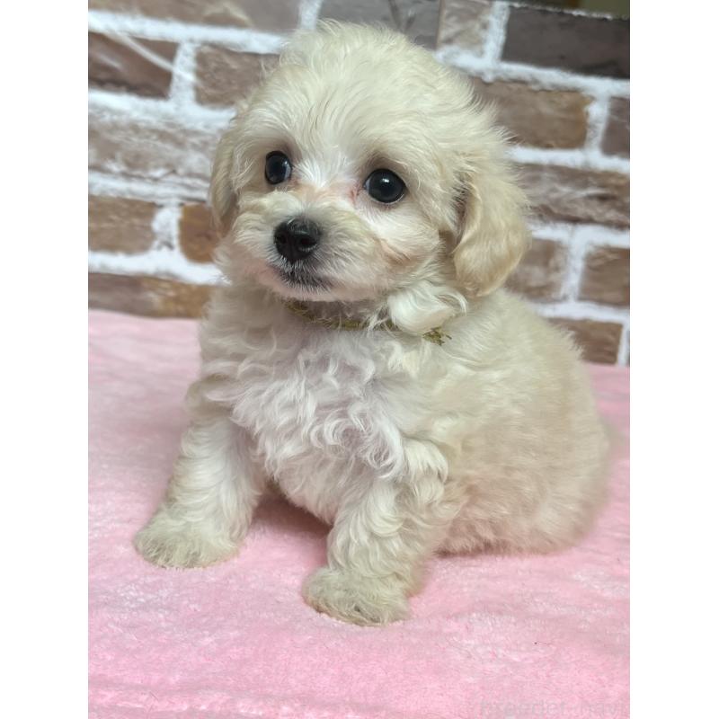 成約済の鹿児島県のミックス犬-419724の5枚目