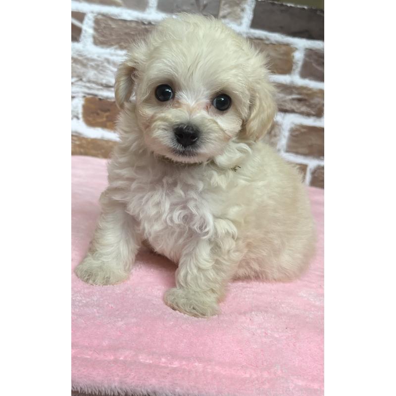 成約済の鹿児島県のミックス犬-419724の4枚目