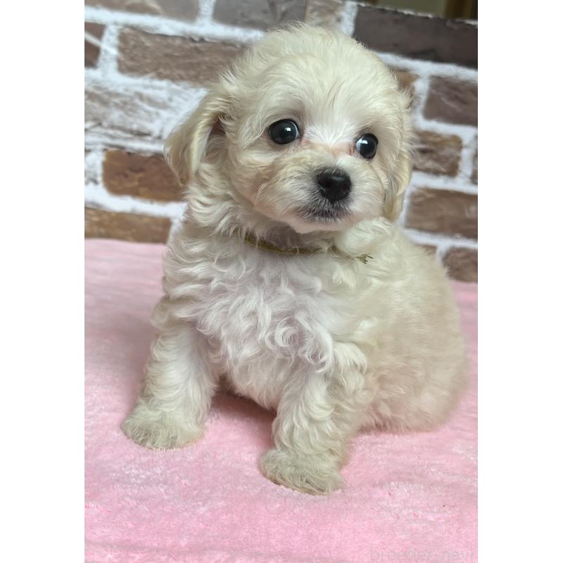 成約済の鹿児島県のミックス犬-419724の3枚目