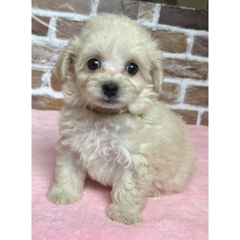 成約済の鹿児島県のミックス犬-419724の2枚目