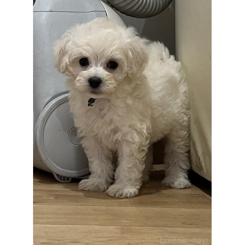 成約済の鹿児島県のミックス犬-419723