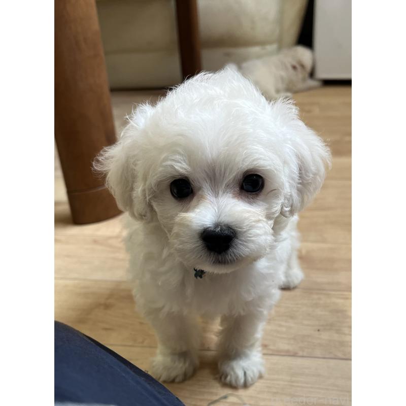 成約済の鹿児島県のミックス犬-419723の8枚目