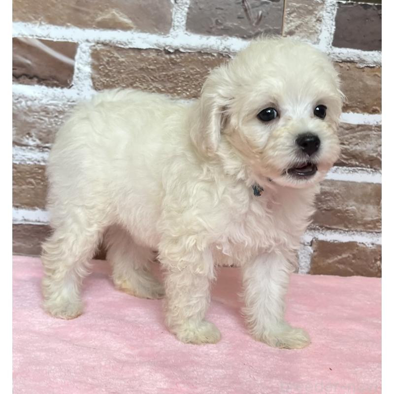 成約済の鹿児島県のミックス犬-419723の7枚目