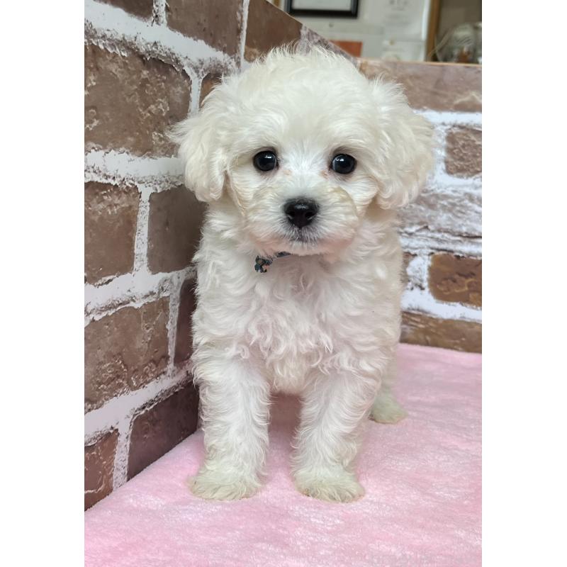 成約済の鹿児島県のミックス犬-419723の6枚目