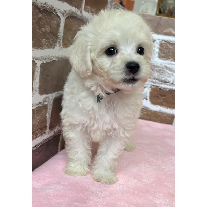 成約済の鹿児島県のミックス犬-419723の5枚目