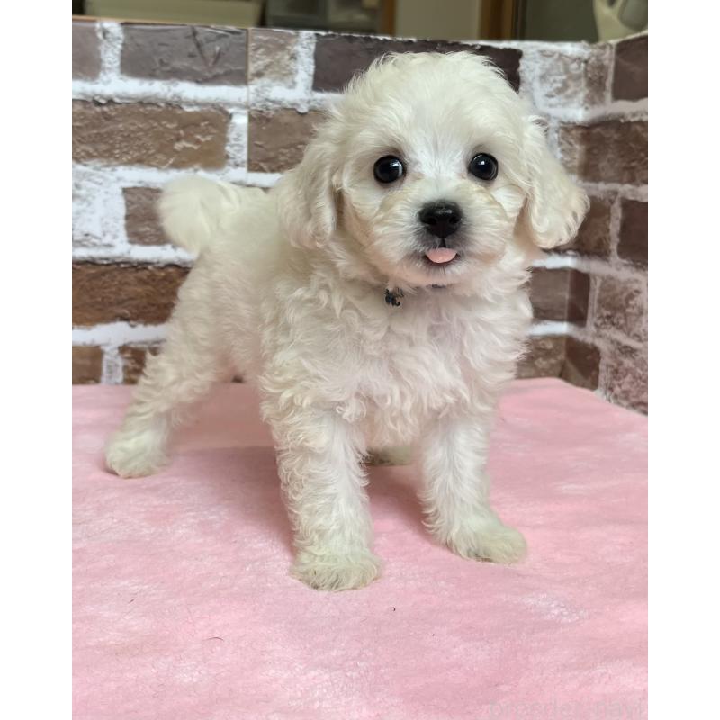 成約済の鹿児島県のミックス犬-419723の4枚目