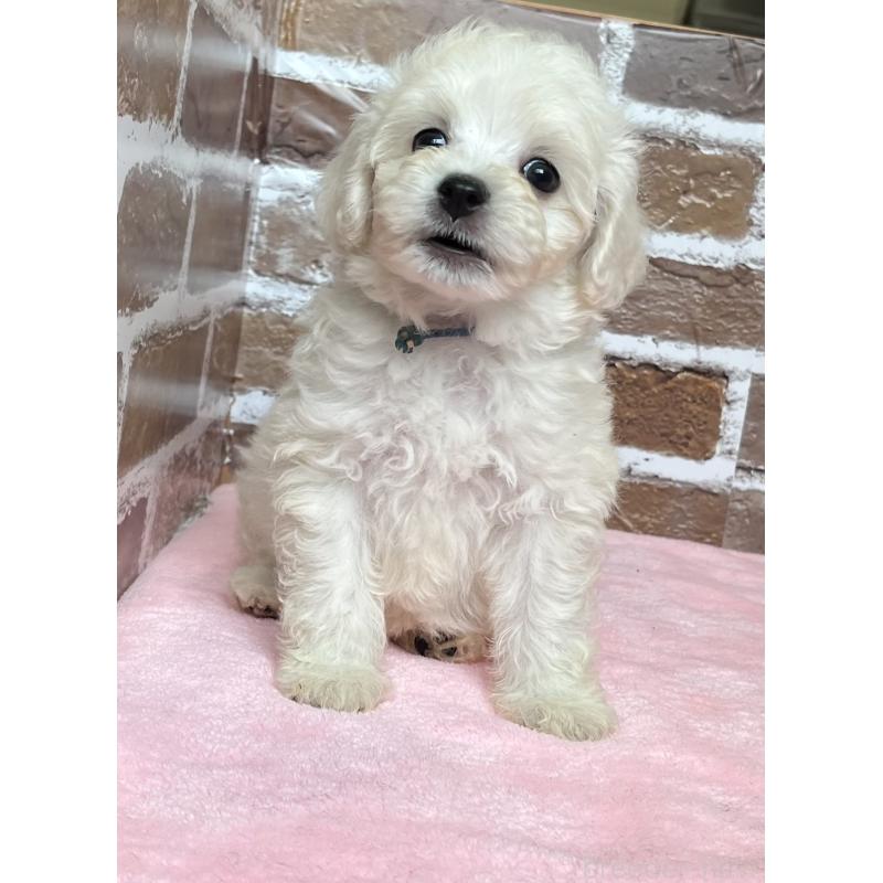 成約済の鹿児島県のミックス犬-419723の2枚目