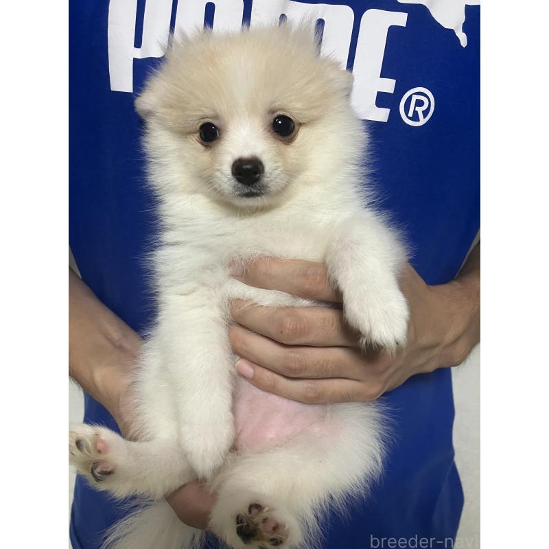 販売中の千葉県のポメラニアン-418216の2枚目