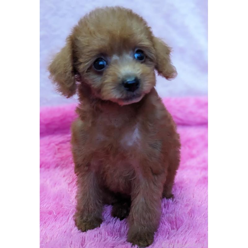販売中の静岡県のミックス犬-420862の8枚目