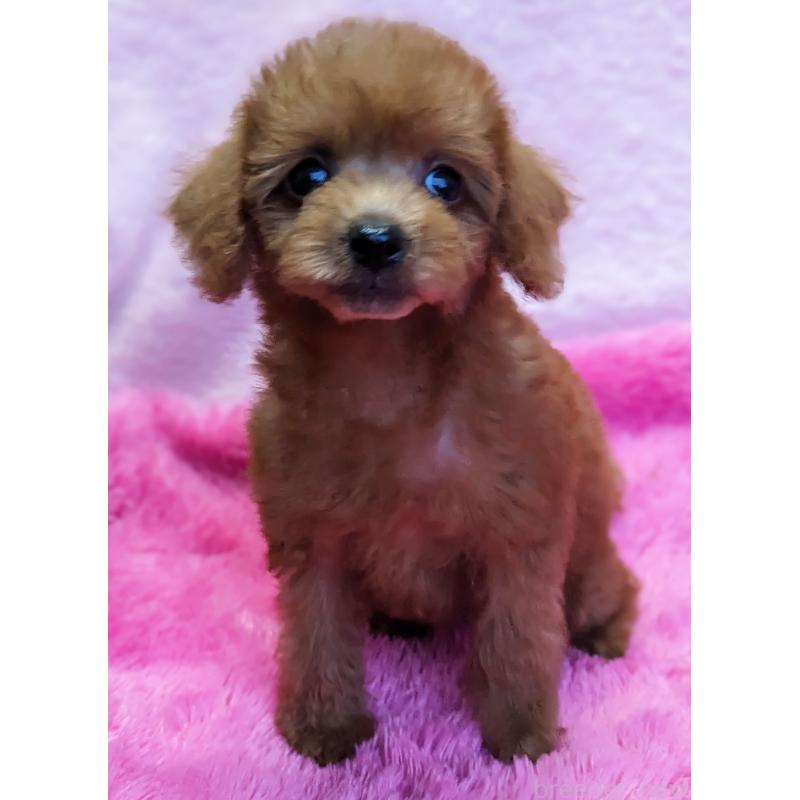 販売中の静岡県のミックス犬-420862の7枚目
