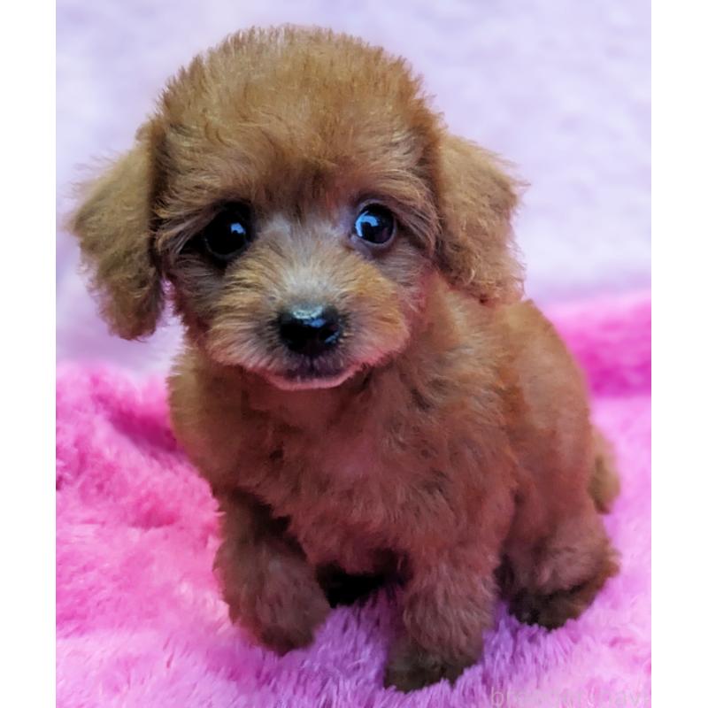 販売中の静岡県のミックス犬-420862の6枚目
