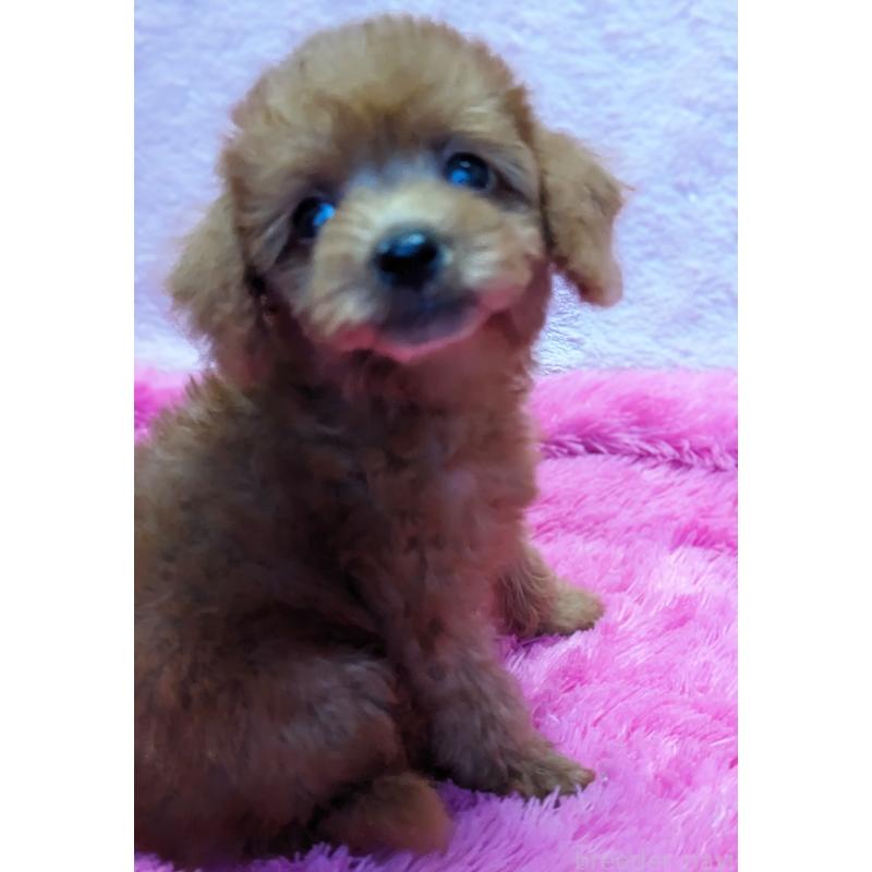 販売中の静岡県のミックス犬-420862の5枚目