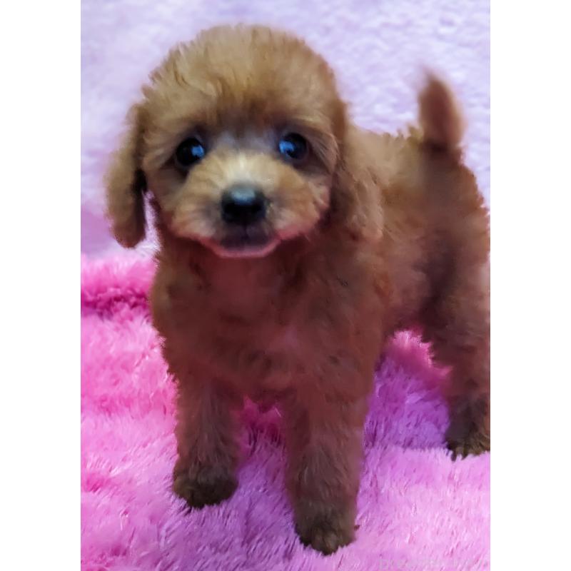 販売中の静岡県のミックス犬-420862の4枚目