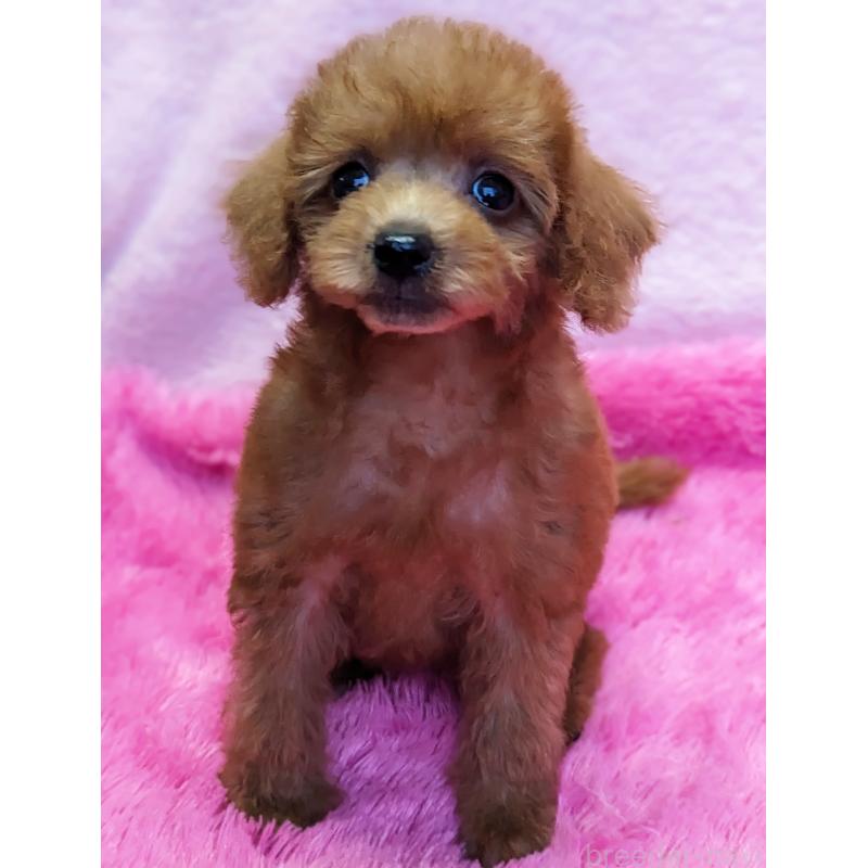 販売中の静岡県のミックス犬-420862の3枚目