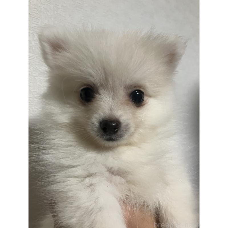 販売中の千葉県のポメラニアン-418213の4枚目