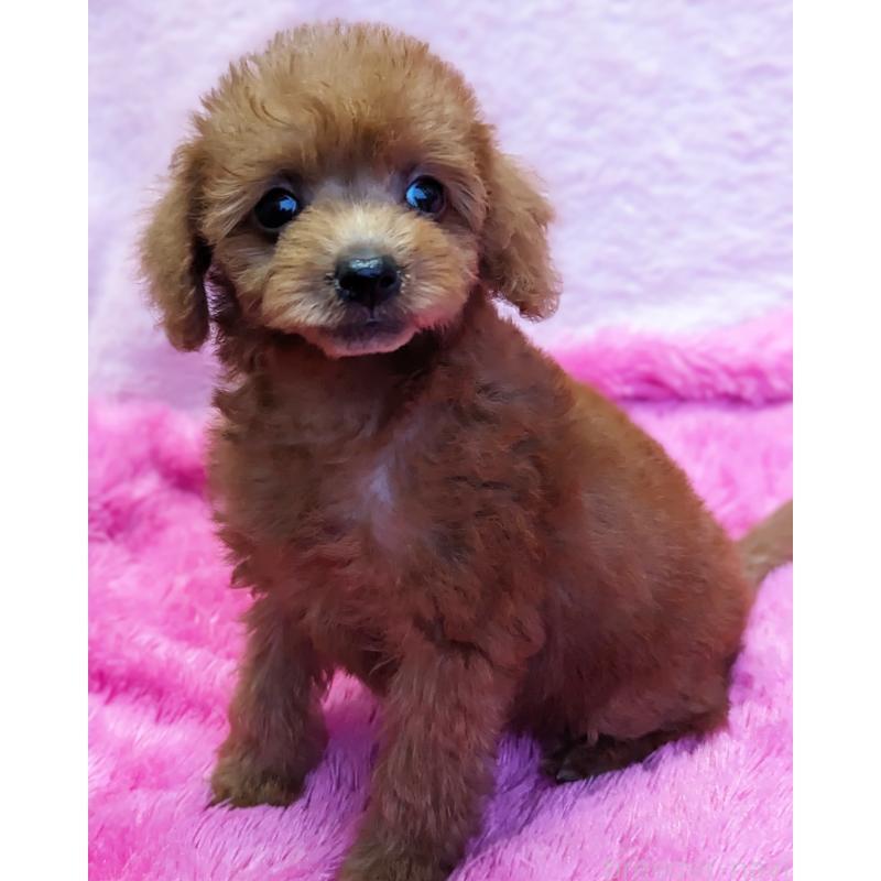 販売中の静岡県のミックス犬-420862の2枚目