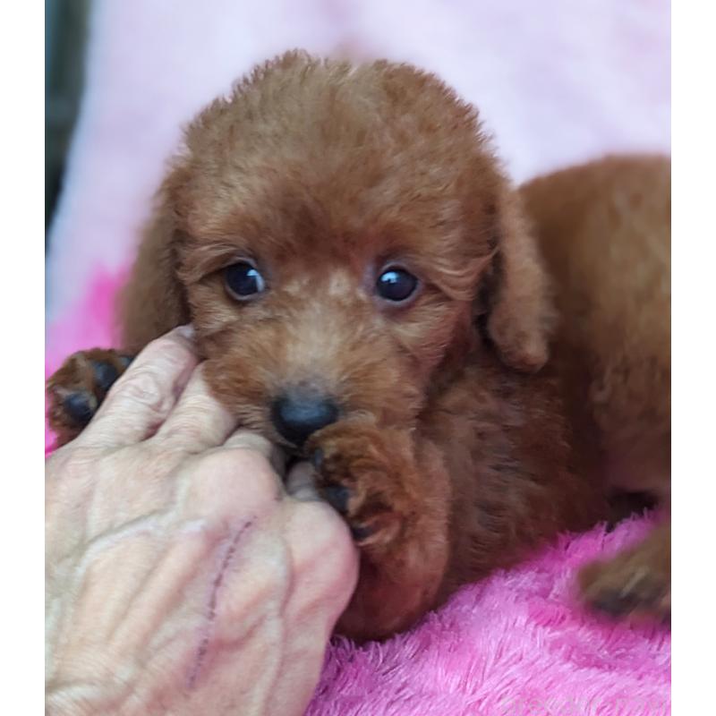 販売中の静岡県のミックス犬-420864の9枚目
