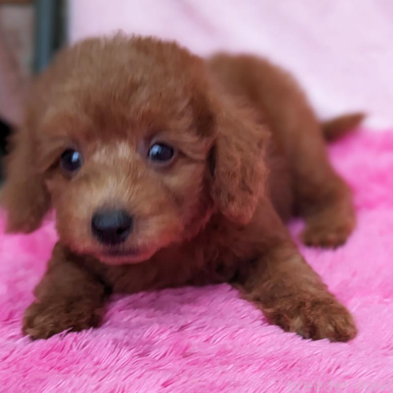 販売中の静岡県のミックス犬-420864の1枚目