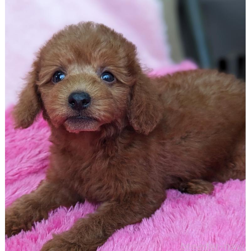 販売中の静岡県のミックス犬-420864の7枚目