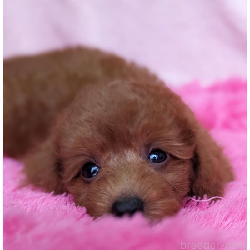 販売中の静岡県のミックス犬-420864の6枚目