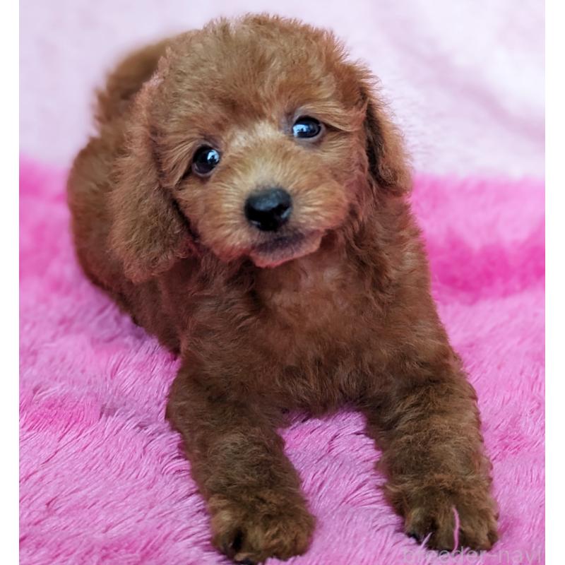 販売中の静岡県のミックス犬-420864の5枚目
