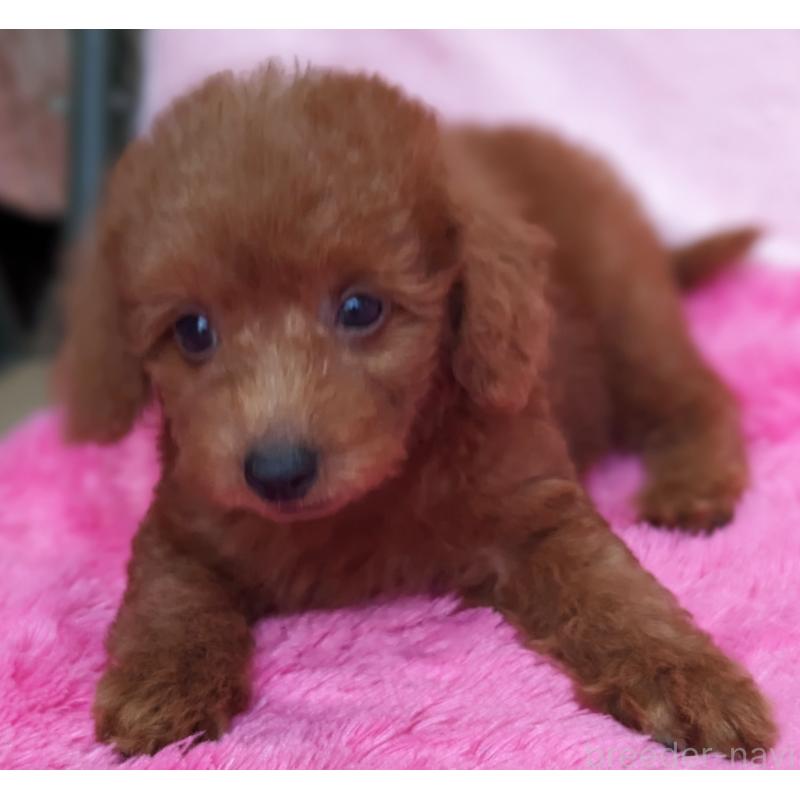 販売中の静岡県のミックス犬-420864の4枚目