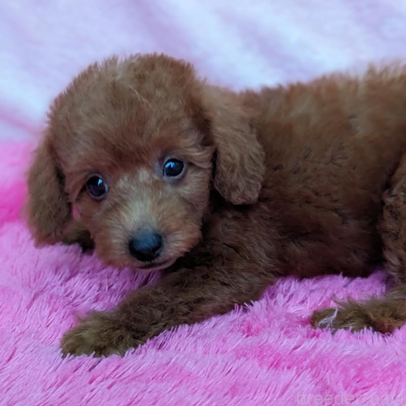 販売中の静岡県のミックス犬-420864の3枚目