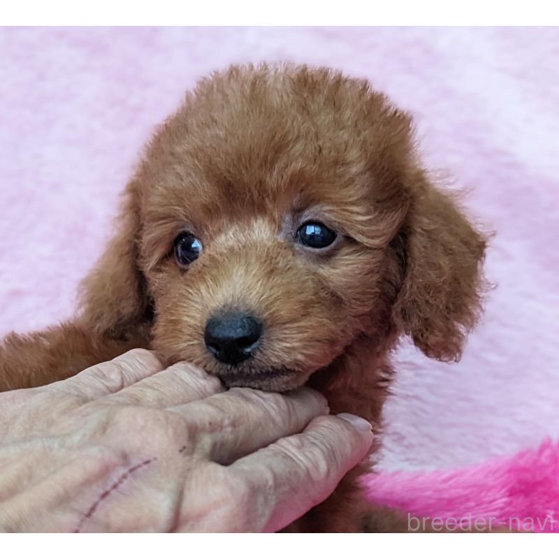 販売中の静岡県のミックス犬-420864の2枚目