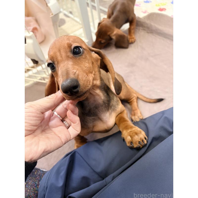 販売中の千葉県のスタンダードダックスフンド-414656の6枚目