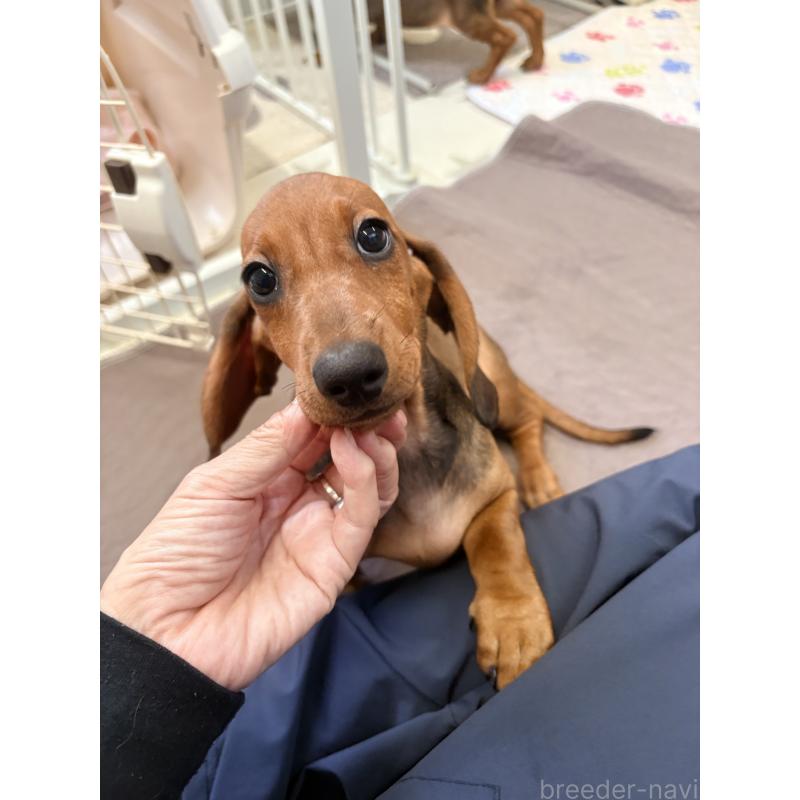 販売中の千葉県のスタンダードダックスフンド-414656の5枚目