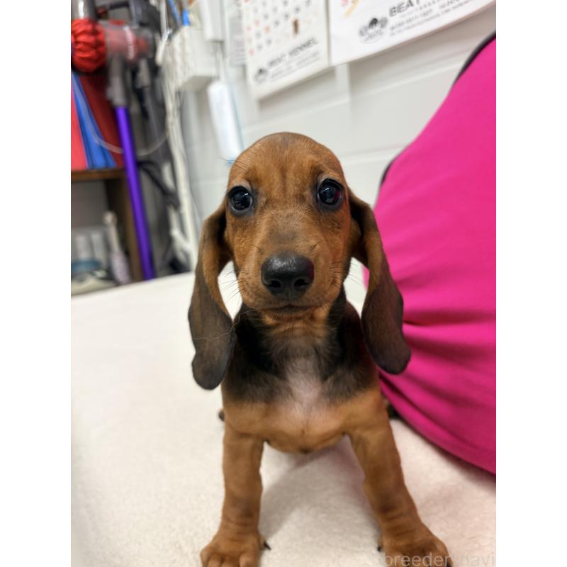 販売中の千葉県のスタンダードダックスフンド-414656の4枚目