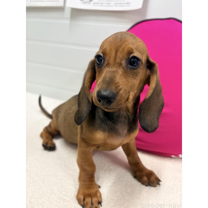 販売中の千葉県のスタンダードダックスフンド-414656の3枚目