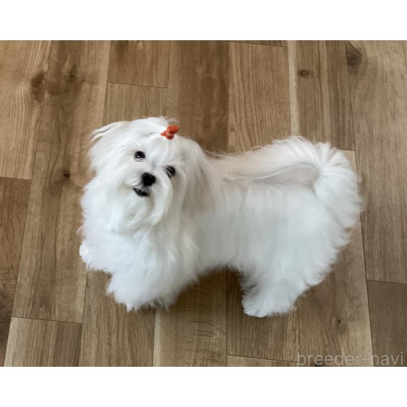 販売中の富山県のマルチーズ-382205の2枚目