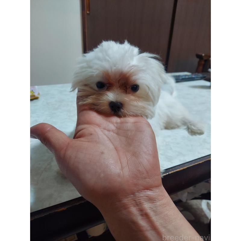 販売中の新潟県のマルチーズ-418435の5枚目