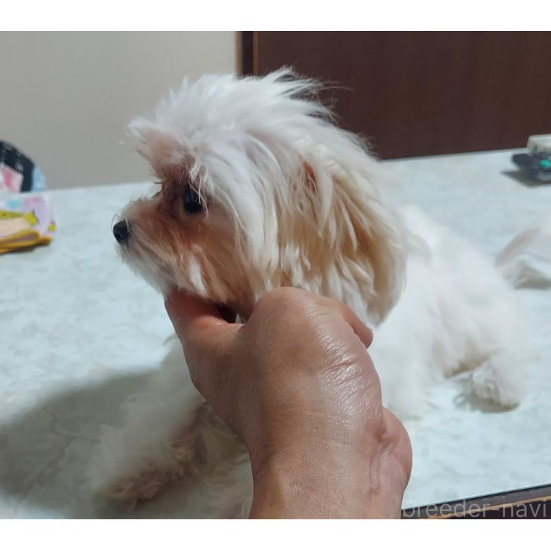 販売中の新潟県のマルチーズ-418435の4枚目