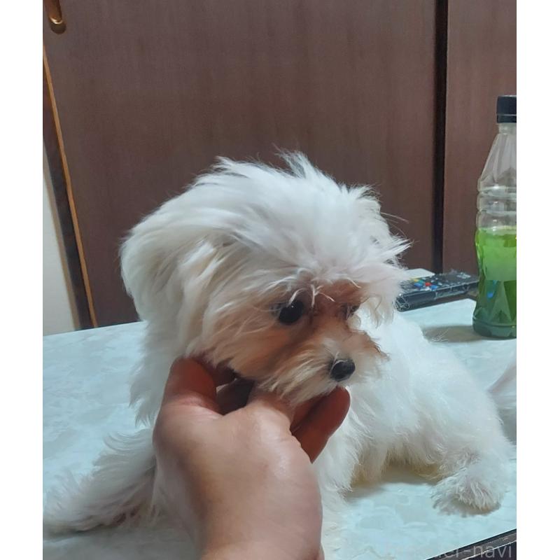 販売中の新潟県のマルチーズ-418435の3枚目