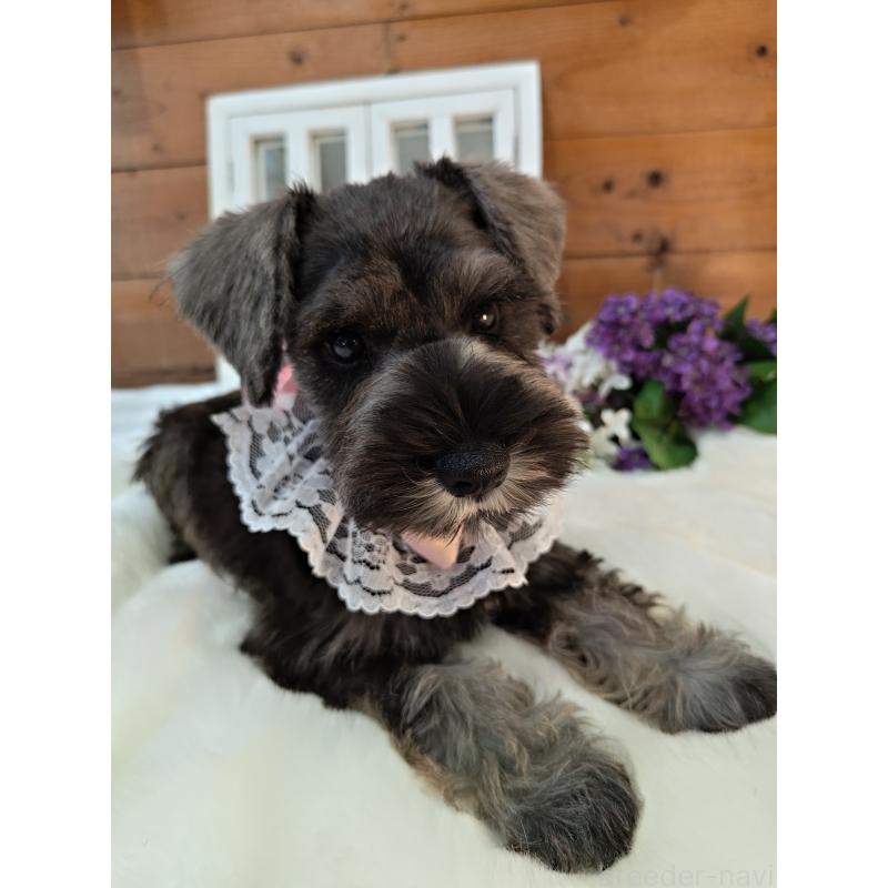 販売中の茨城県のミニチュアシュナウザー-418749の2枚目